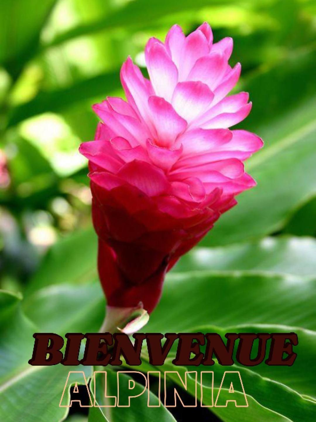 Alpinia Apartment Sainte-Anne Bagian luar foto
